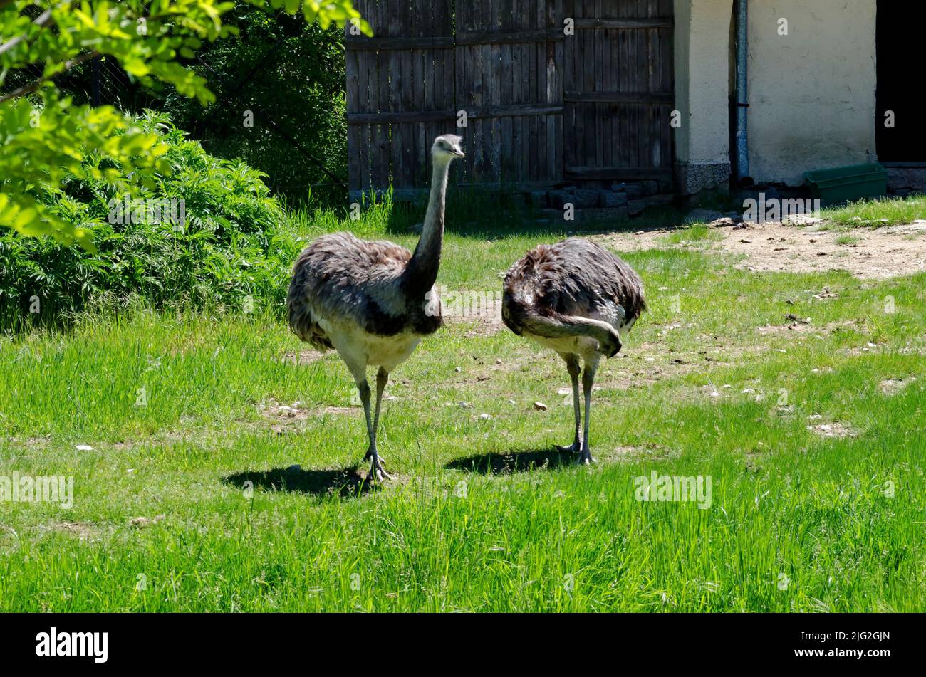 Portrait of emu or smiling ostriches in part of summer park, Sofia, Bulgaria Stock Photo