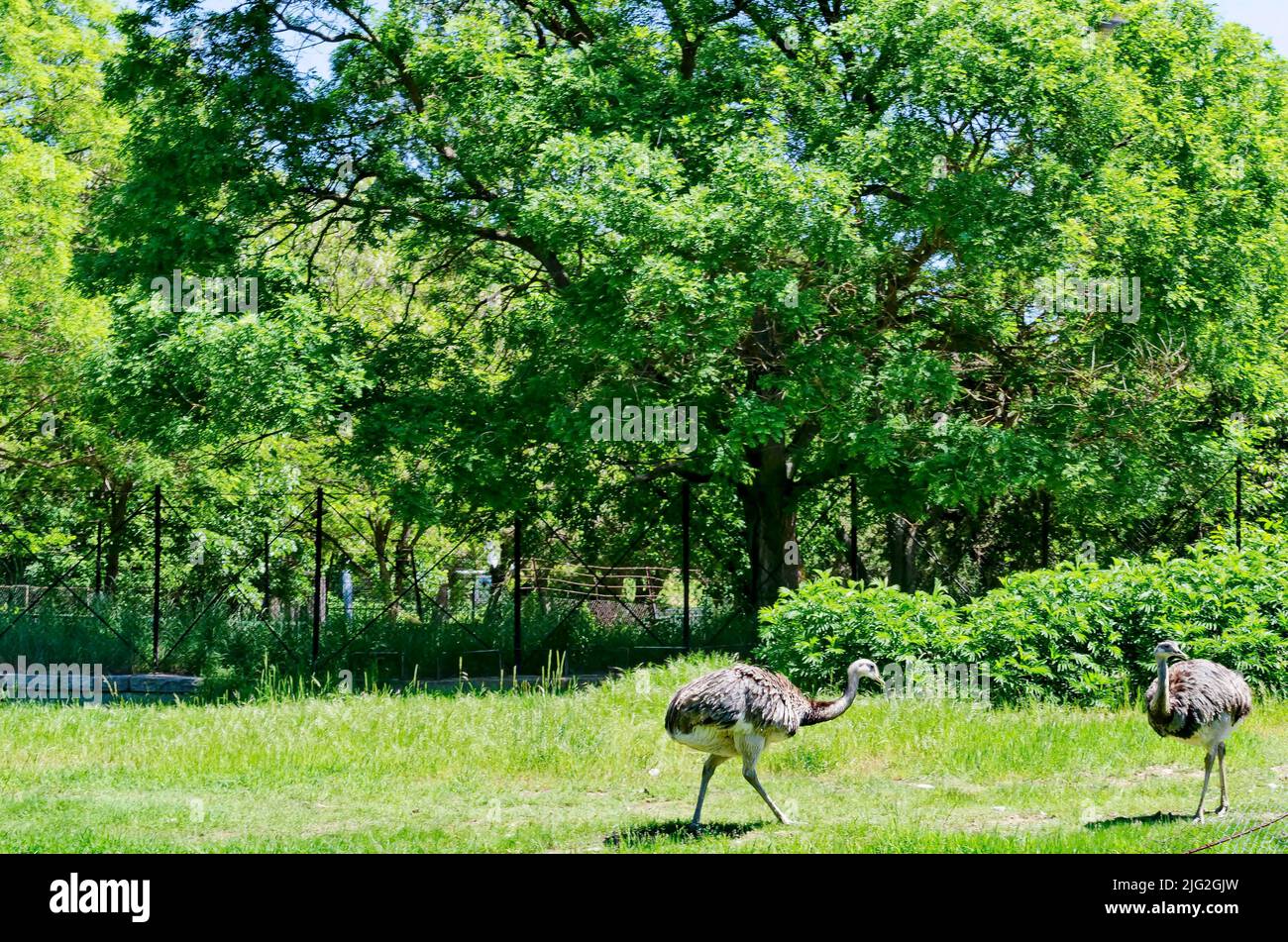 Portrait of emu or smiling ostriches in part of summer park, Sofia, Bulgaria Stock Photo