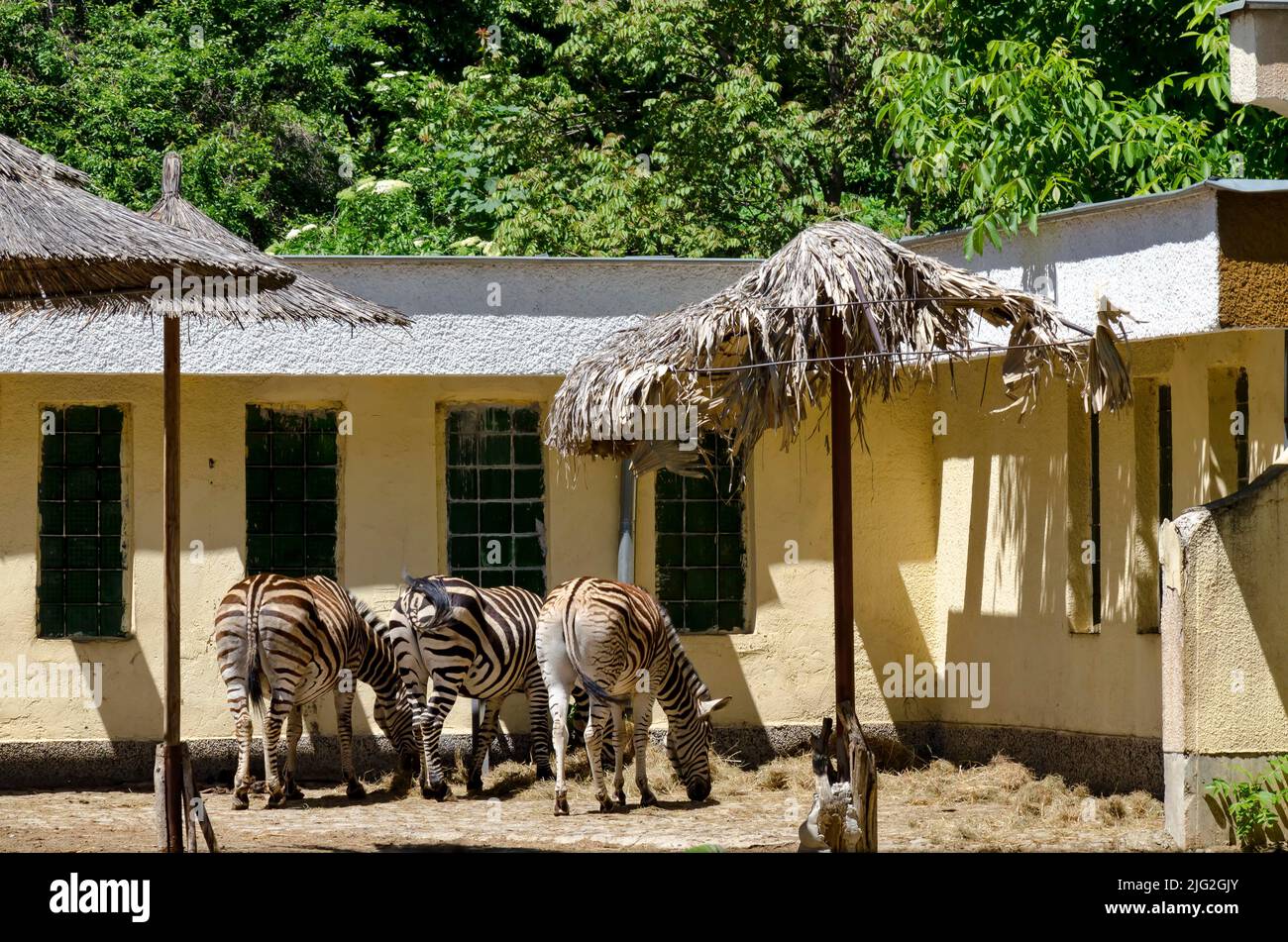 Several zebras feed on hay from an outdoor manger in the yard, Sofia, Bulgaria Stock Photo