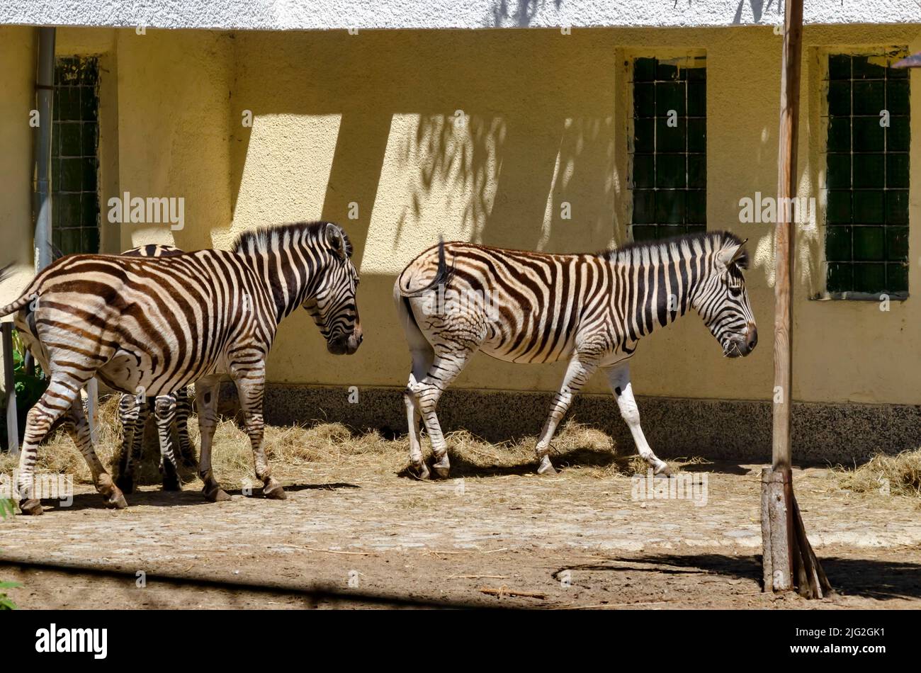 Several zebras feed on hay from an outdoor manger in the yard, Sofia, Bulgaria Stock Photo