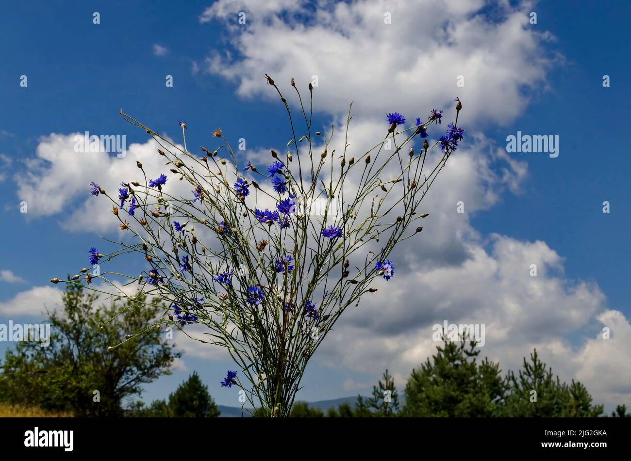 Wild flower blue cornflower or Centaurea cyanus on sky background, Sofia, Bulgaria Stock Photo
