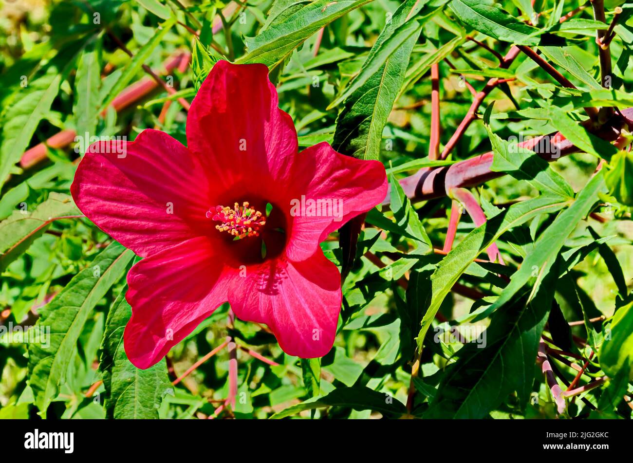 Close-up of single sweet red flowers of hibiscus or rosa sinensis, blooming on branches with green leaves, Sofia, Bulgaria Stock Photo