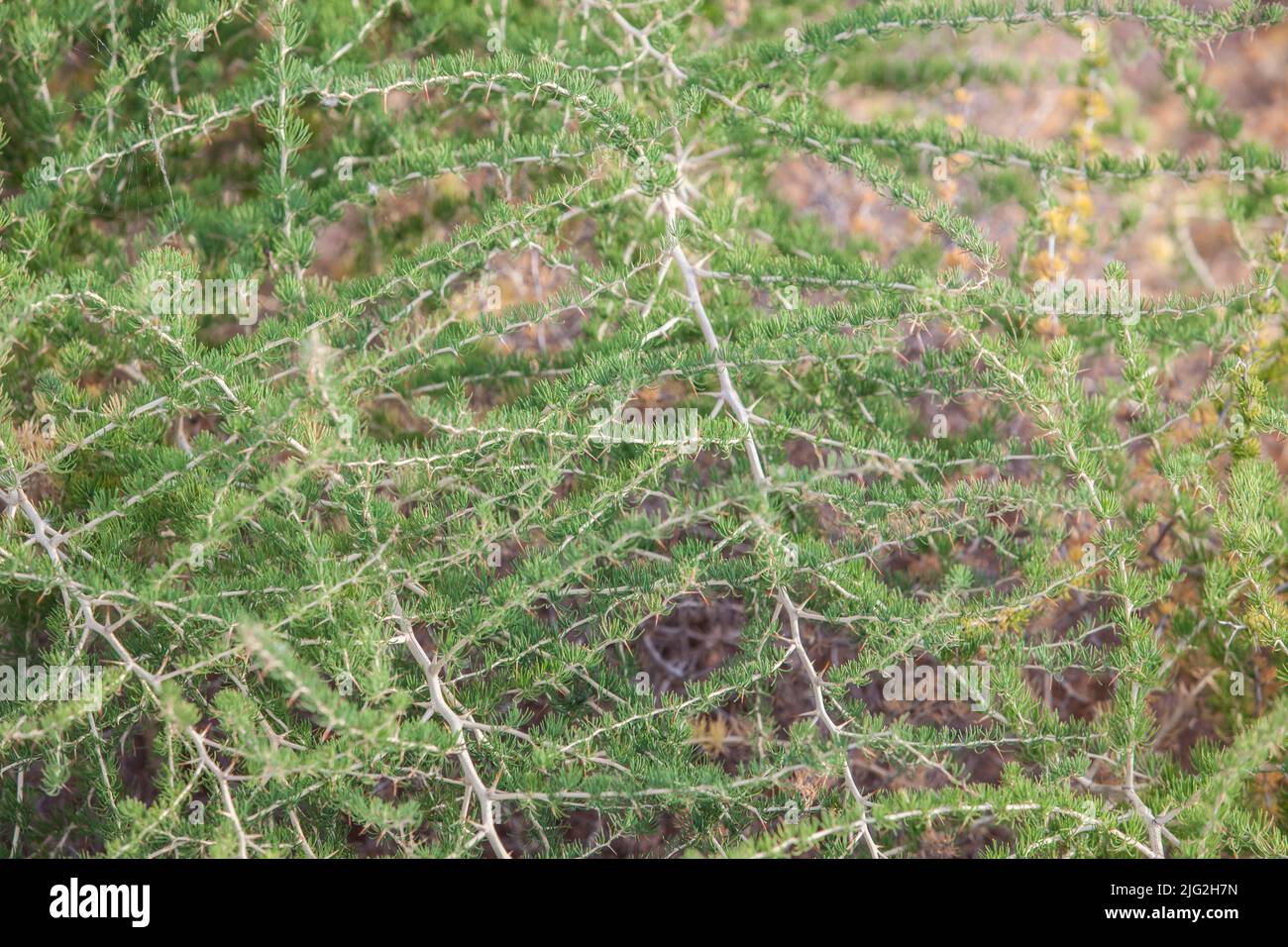 Wild asparagus plant or Asparagus acutifolius. Plant growing near mediterranean woods Stock Photo