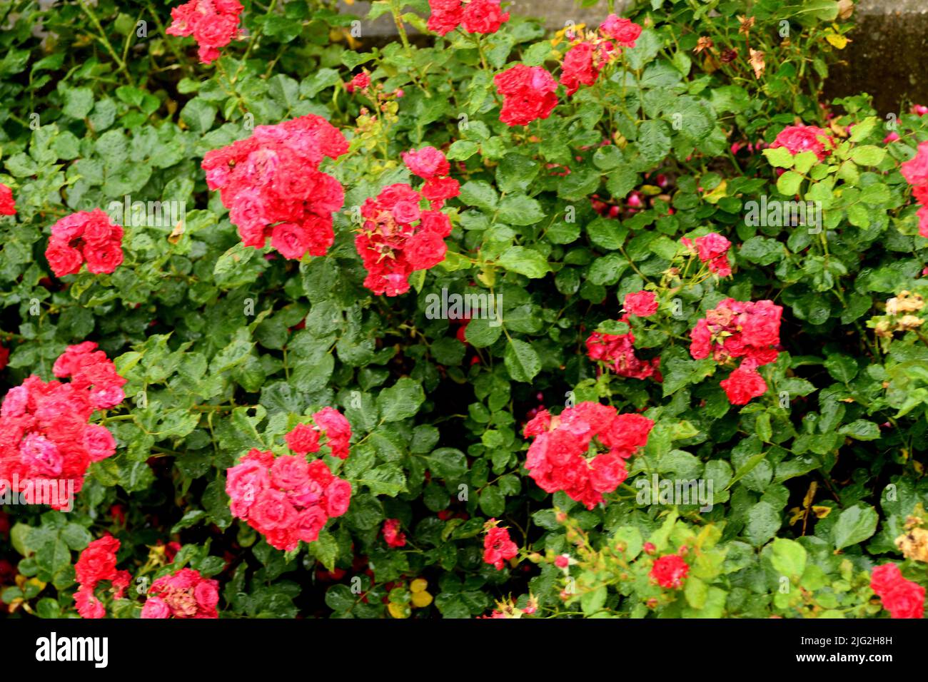 Kastrup/Copenhagen/Denmark/07July 2022/ Roses flowers and rose plants ...