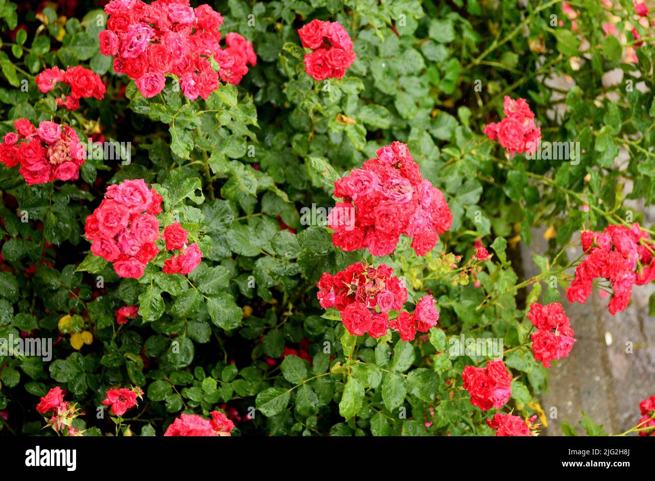 Picture of Kastrup/Copenhagen/Denmark/07July 2022/ Roses flowers and rose plants ...