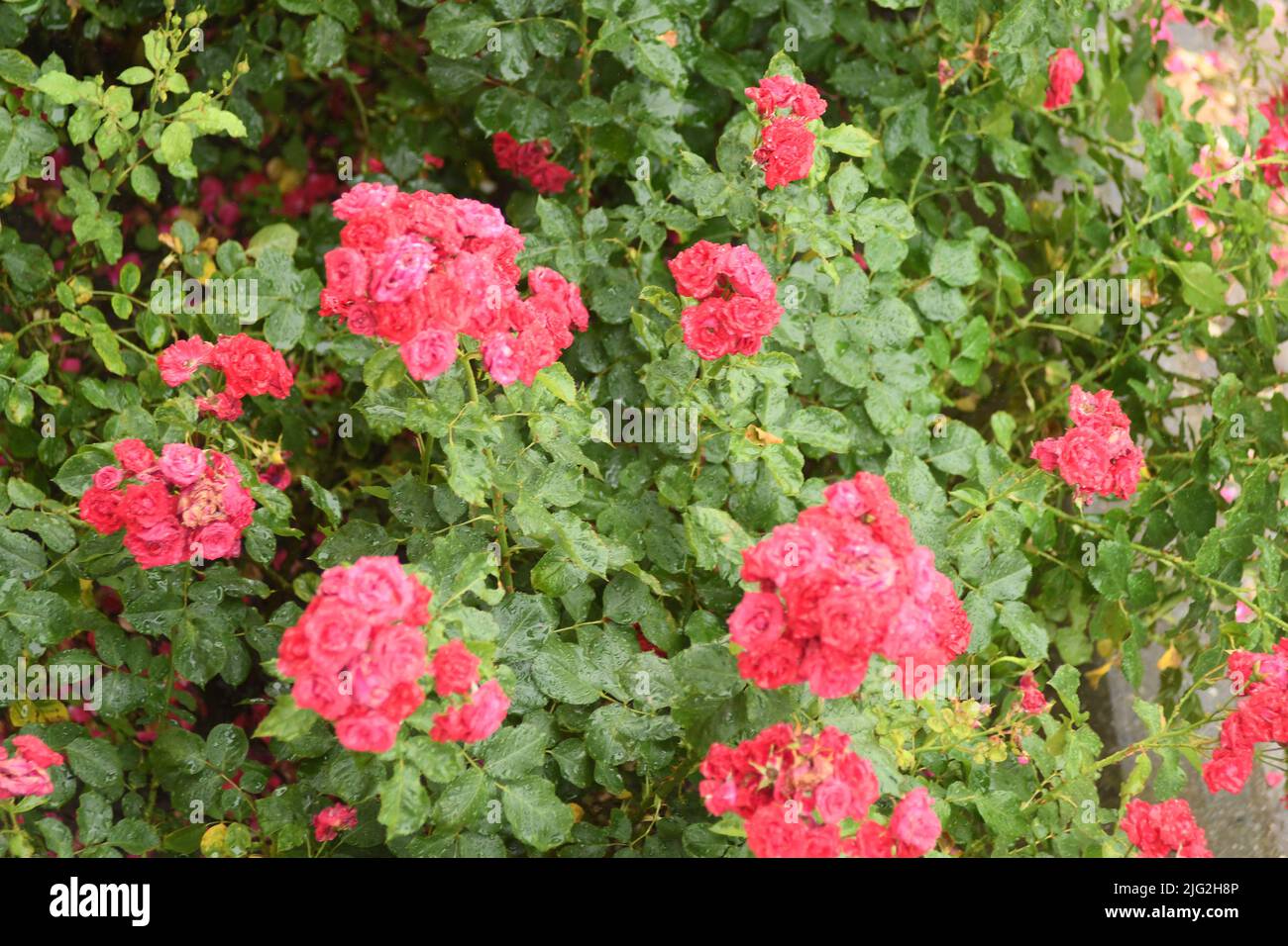Kastrup/Copenhagen/Denmark/07July 2022/ Roses flowers and rose plants