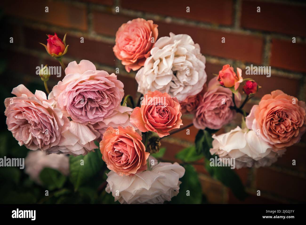Ziergarten blumen hires stock photography and images Alamy