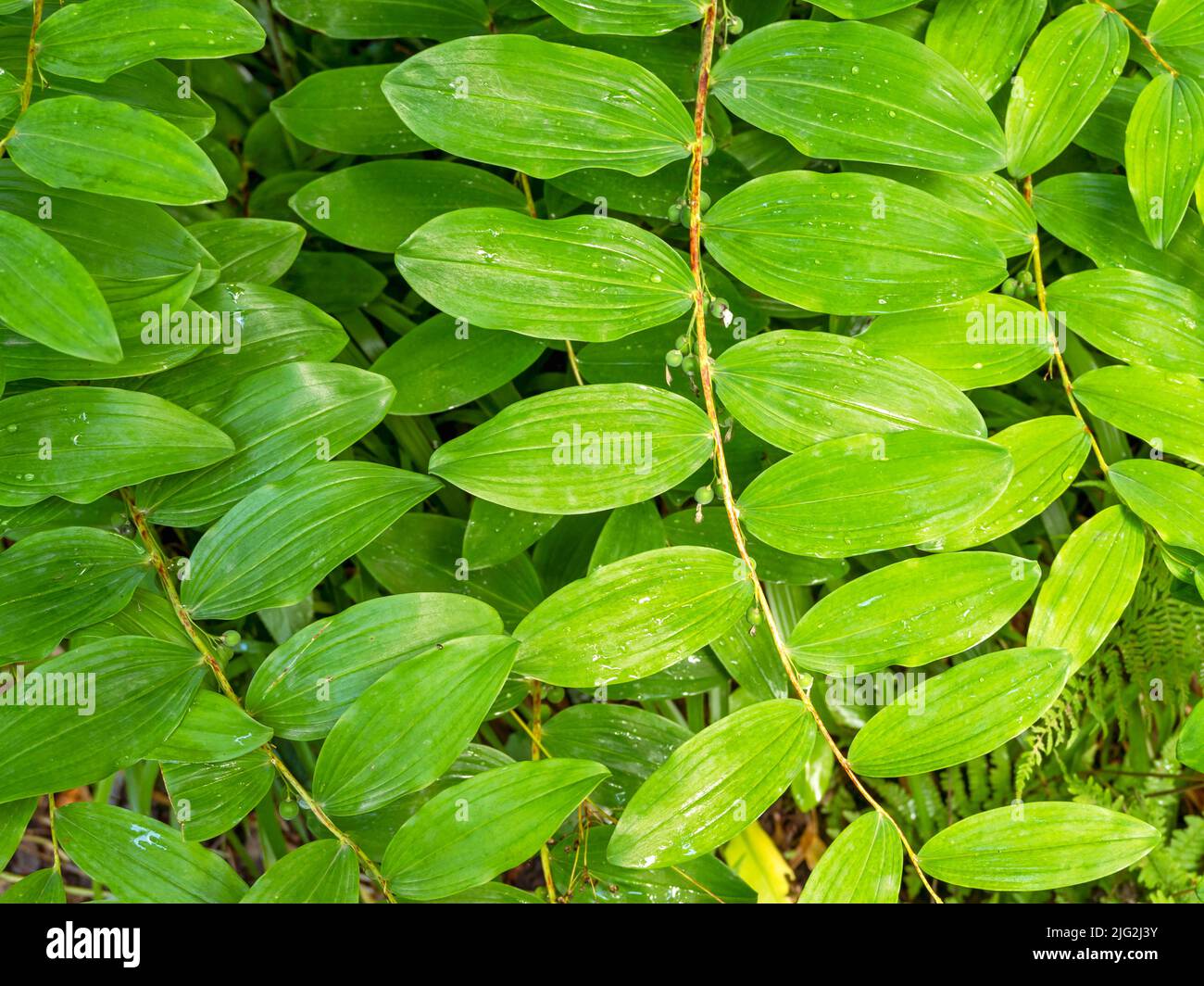Green leaves of Solomons seal, Polygonatum multiflorum Stock Photo