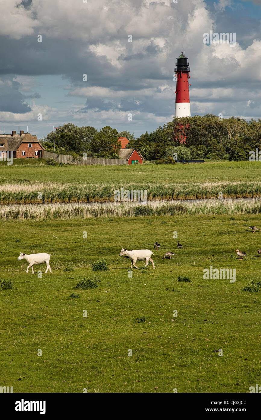 Leuchtturm und Schafe Stock Photo