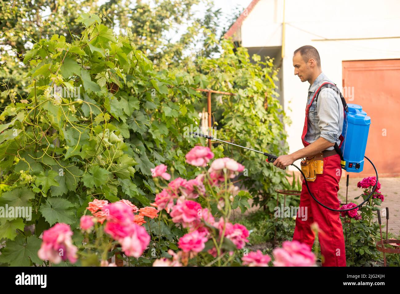 Treatment of affected rose plants with fungicides from a spray gun. Care of garden plants. Stock Photo