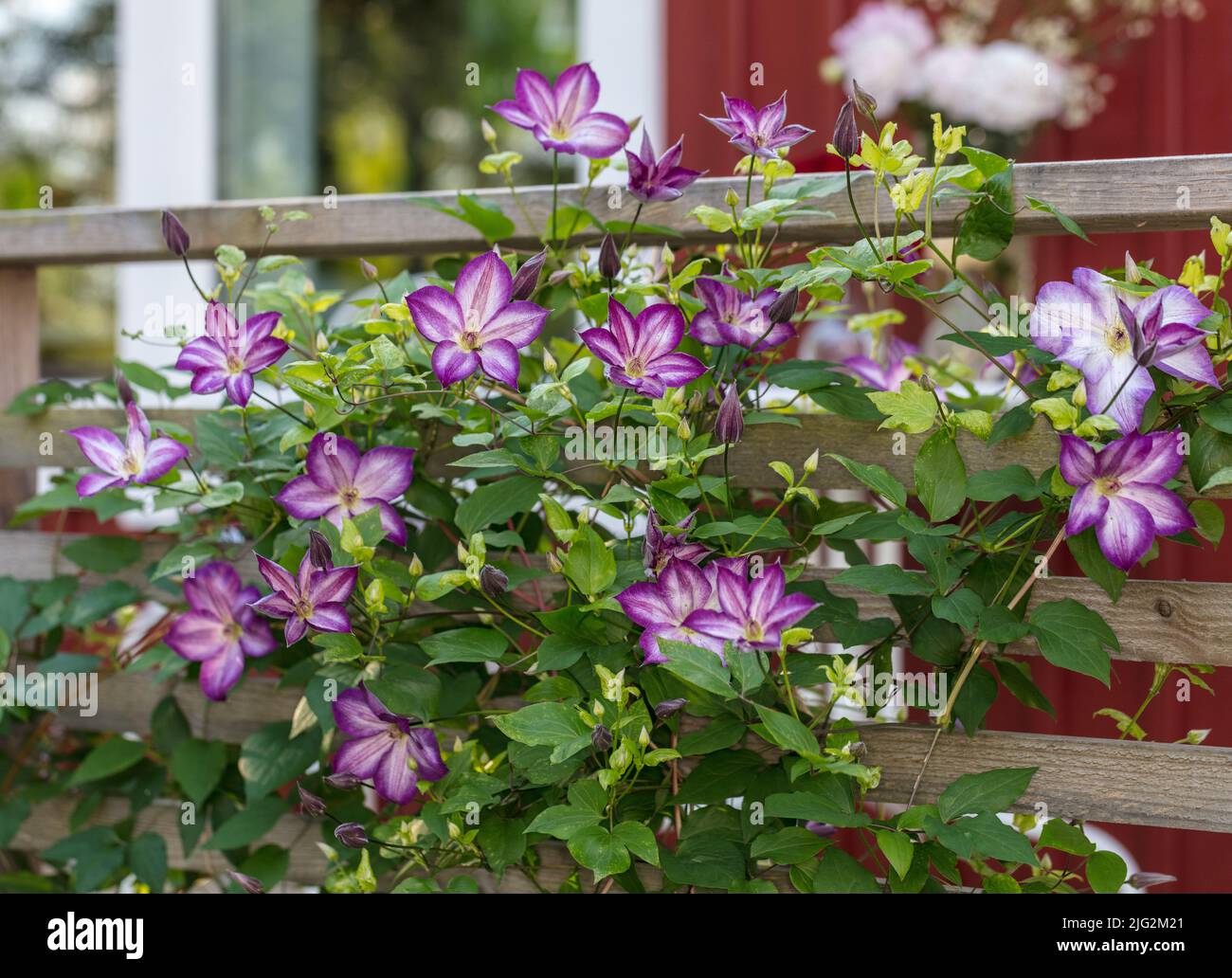 'Pernille' Purple clematis, Italiensk klematis (Clematis viticella) Stock Photo