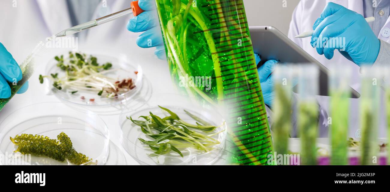 research scientist team working research and Biotech science