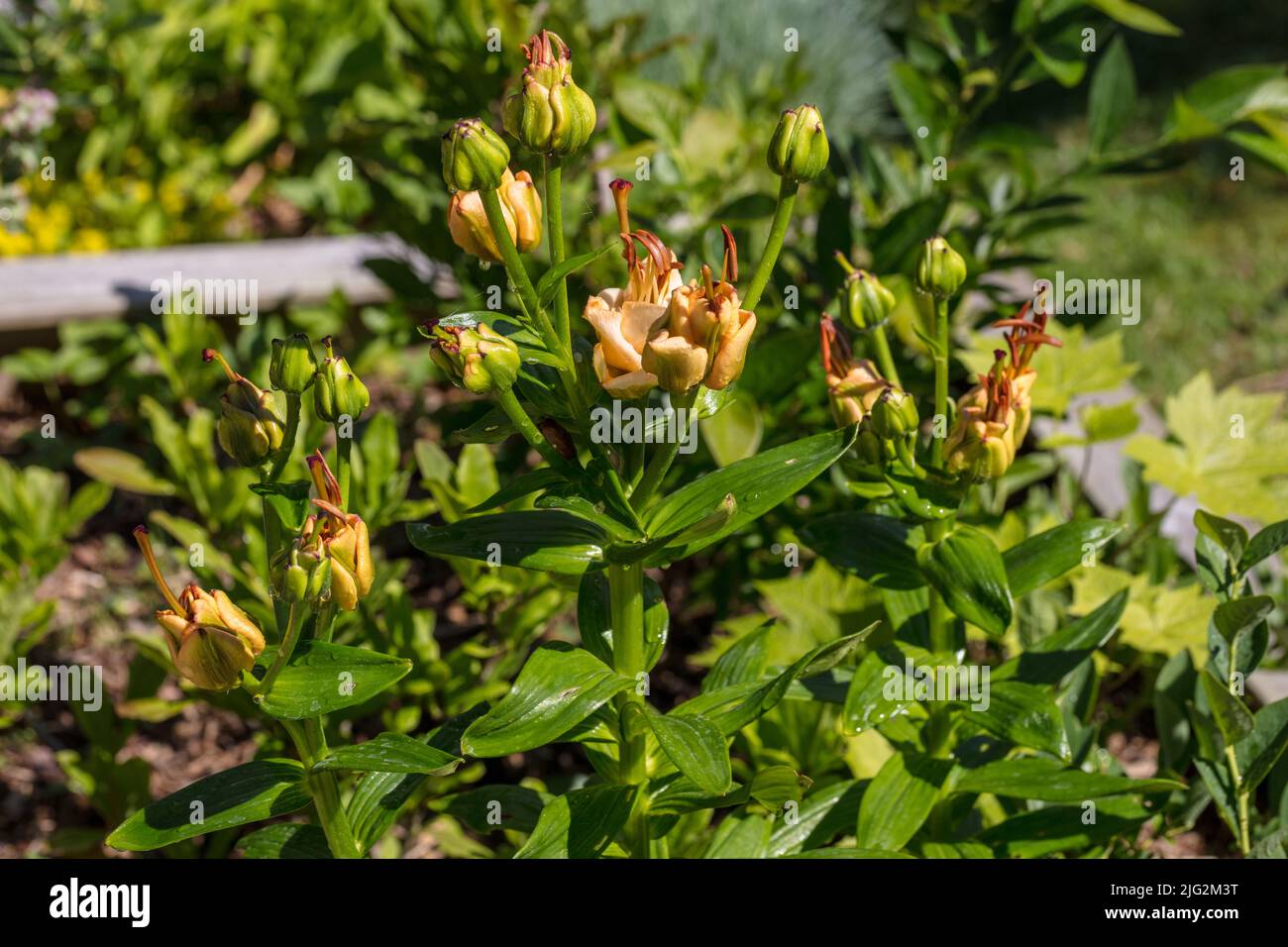 'Apricot Fudge' Asiatic Lily, Asiatisk lilja (Lilium asiatica Stock