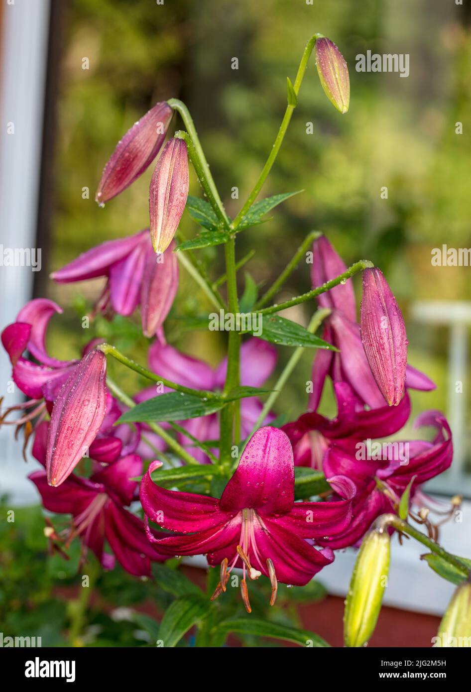 Longiflorum hybrid hi-res stock photography and images - Alamy