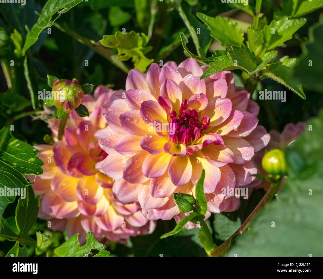 'Rose Bicolor' Garden dahlia, Sommardahlia (Dahlia hybrida) Stock Photo