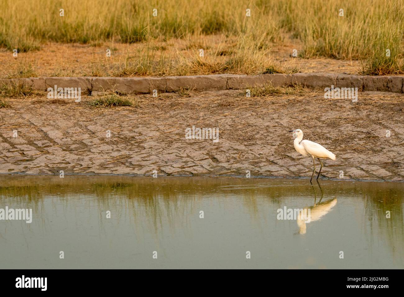 intermediate egret or median egret or yellow billed egret is a medium sized heron with reflection in water at tal chhapar sanctuary rajasthan india Stock Photo