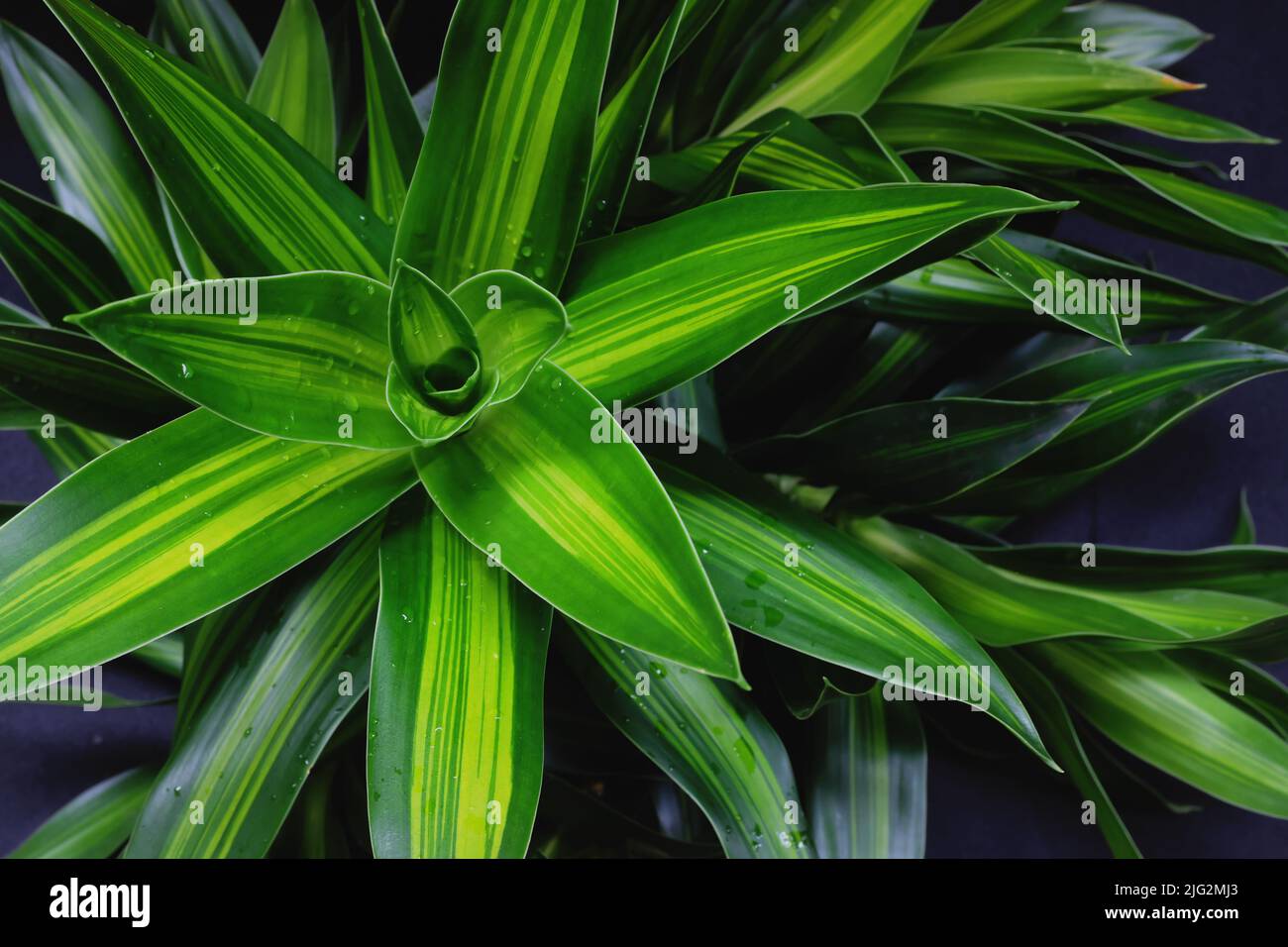Selective focus top view of dracaena fragrans or cornstalk ornamental plant. Natural green leaves background backdrop . Stock Photo