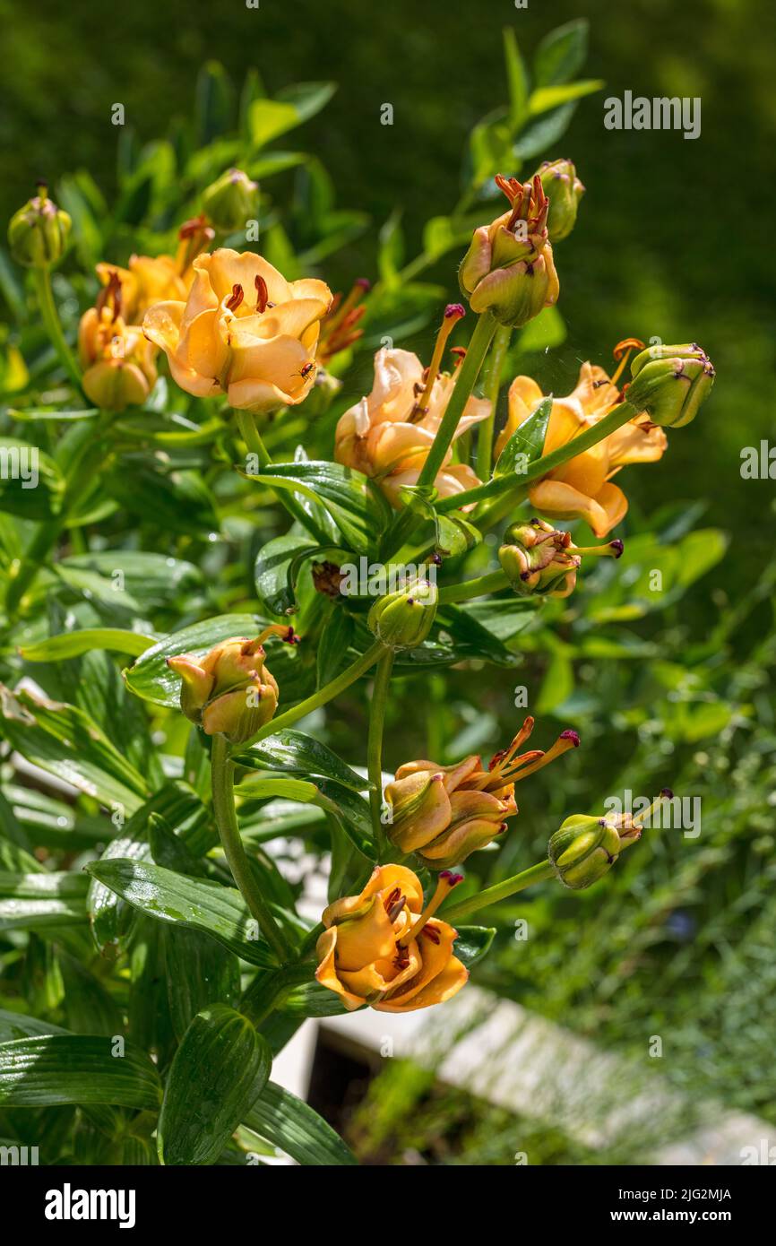 'Apricot Fudge' Asiatic Lily, Asiatisk lilja (Lilium asiatica Stock ...