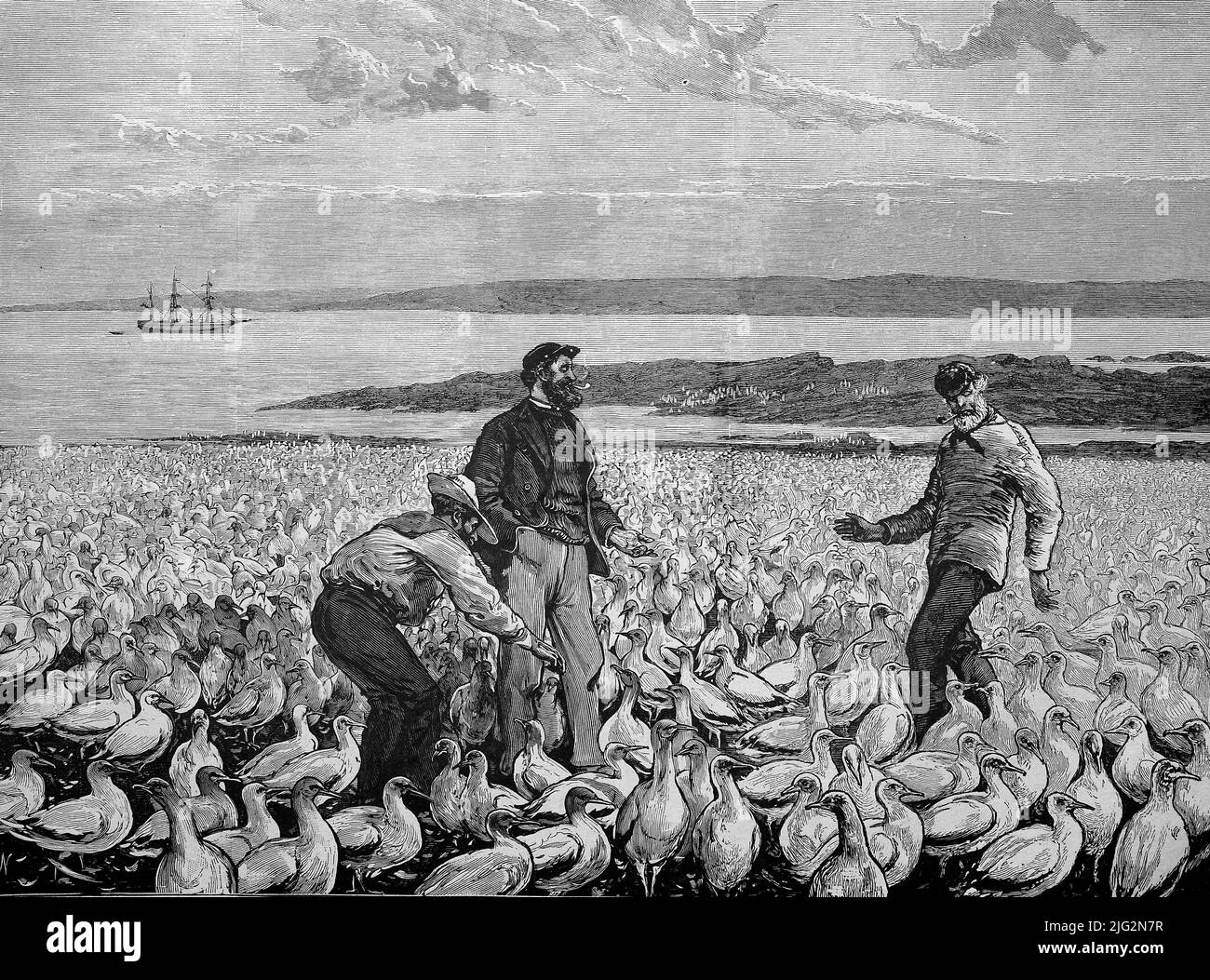 Männer auf einer Guanoinsel umgeben von Seevögeln, deren Kot sie als Dünger einsammeln wollen, Südamerika  /  Men on guano island surrounded by sea birds whose droppings they want to collect as fertilizer, South America, Historisch, historical, digital improved reproduction of an original from the 19th century / digital restaurierte Reproduktion einer Originalvorlage aus dem 19. Jahrhundert, genaues Originaldatum nicht bekannt Stock Photo