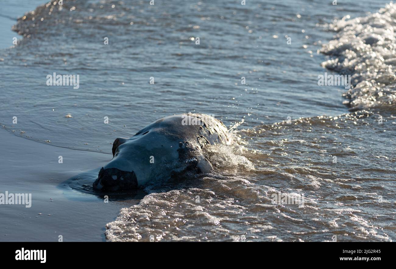 dead-seal-on-the-beach-a-dead-animal-taken-to-the-beach-by-the-waves