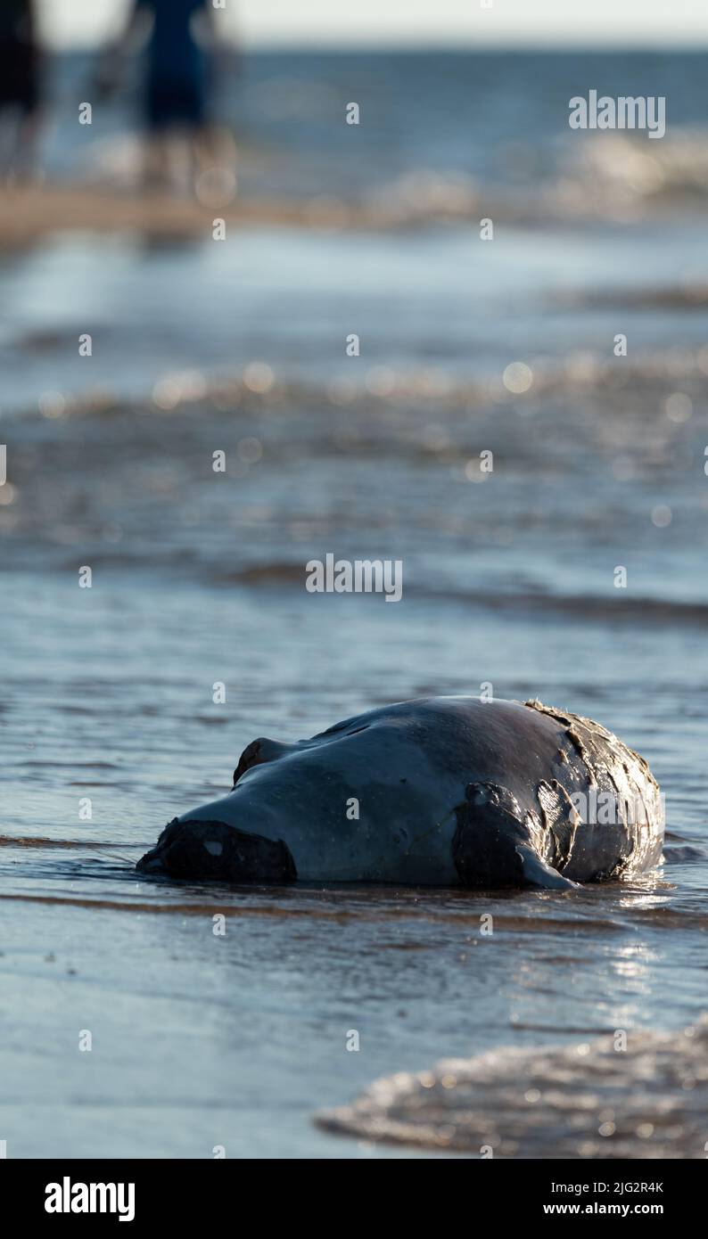 Dead seal on the beach. A dead animal taken to the beach by the waves