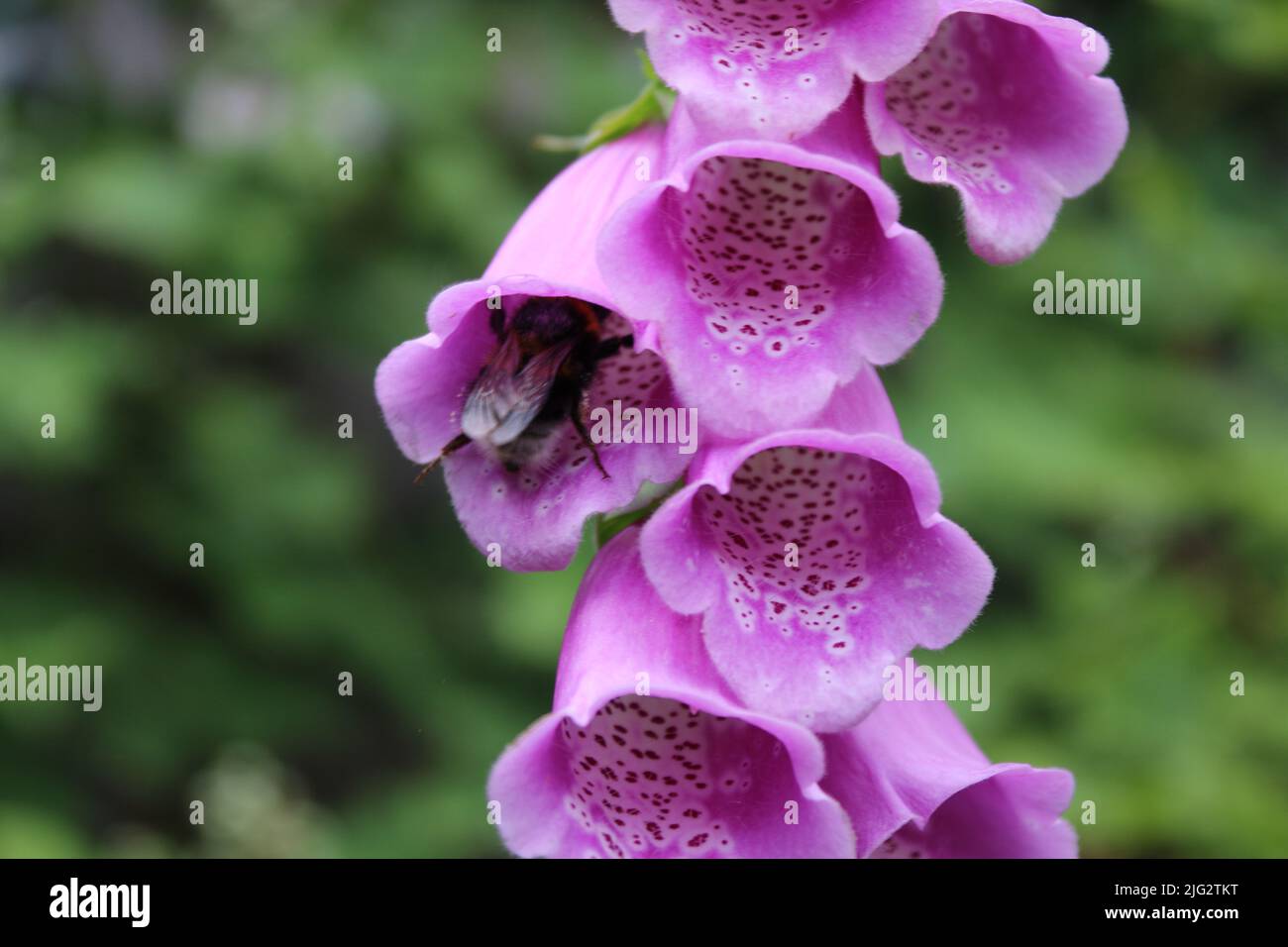 An extreme closeup using a macro lens. The shot is of a bee pollenating a pink hollyhock flower in a garden. The detail of the petals can be seen. Stock Photo