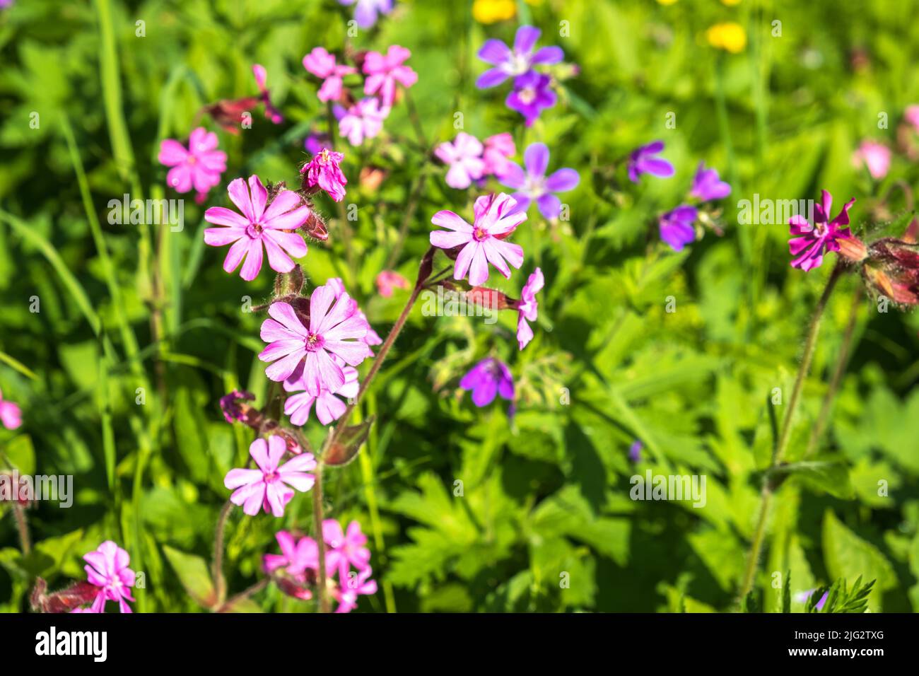 Red campion flowers blooming in the summer Stock Photo