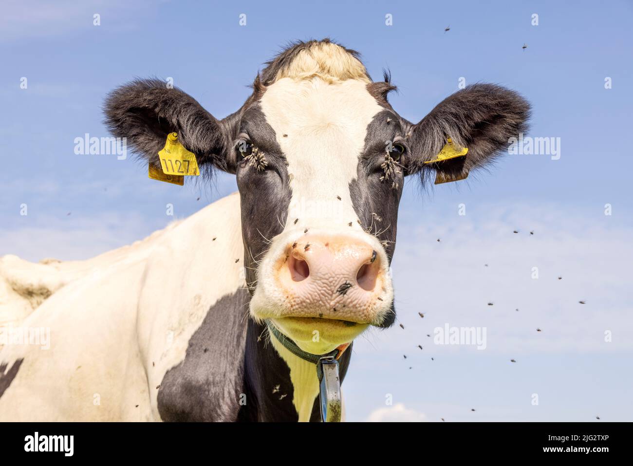 Cow and flies, buzzing and flying and in eyes, cute and calm bovine, large pink nose and friendly expression Stock Photo