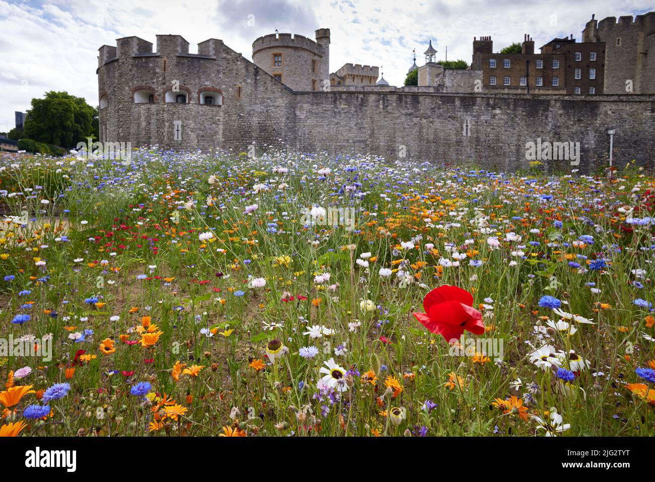 TOWER OF LONDON, LONDON JULY 2,2022 Superbloom, Tower of London. The