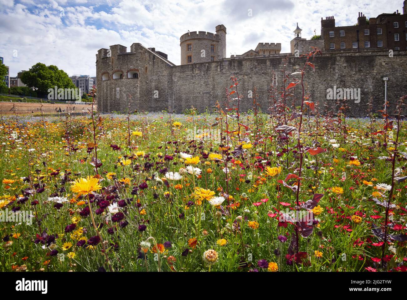 TOWER OF LONDON, LONDON JULY 2,2022 Superbloom, Tower of London. The