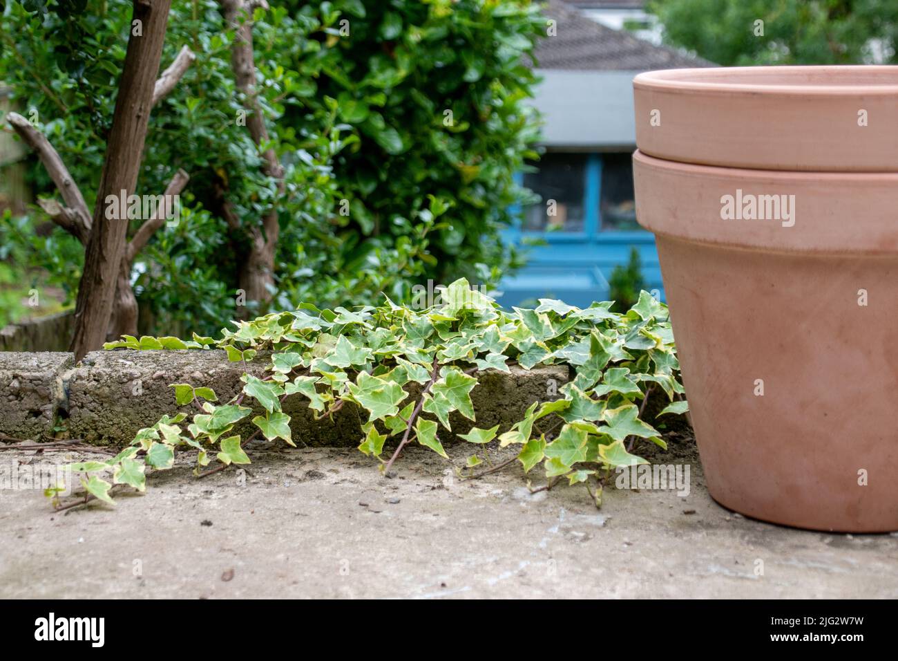 Ivy creeping spreading on concrete patio in suburban garden with empty clay terracotta flower pots stacked Stock Photo