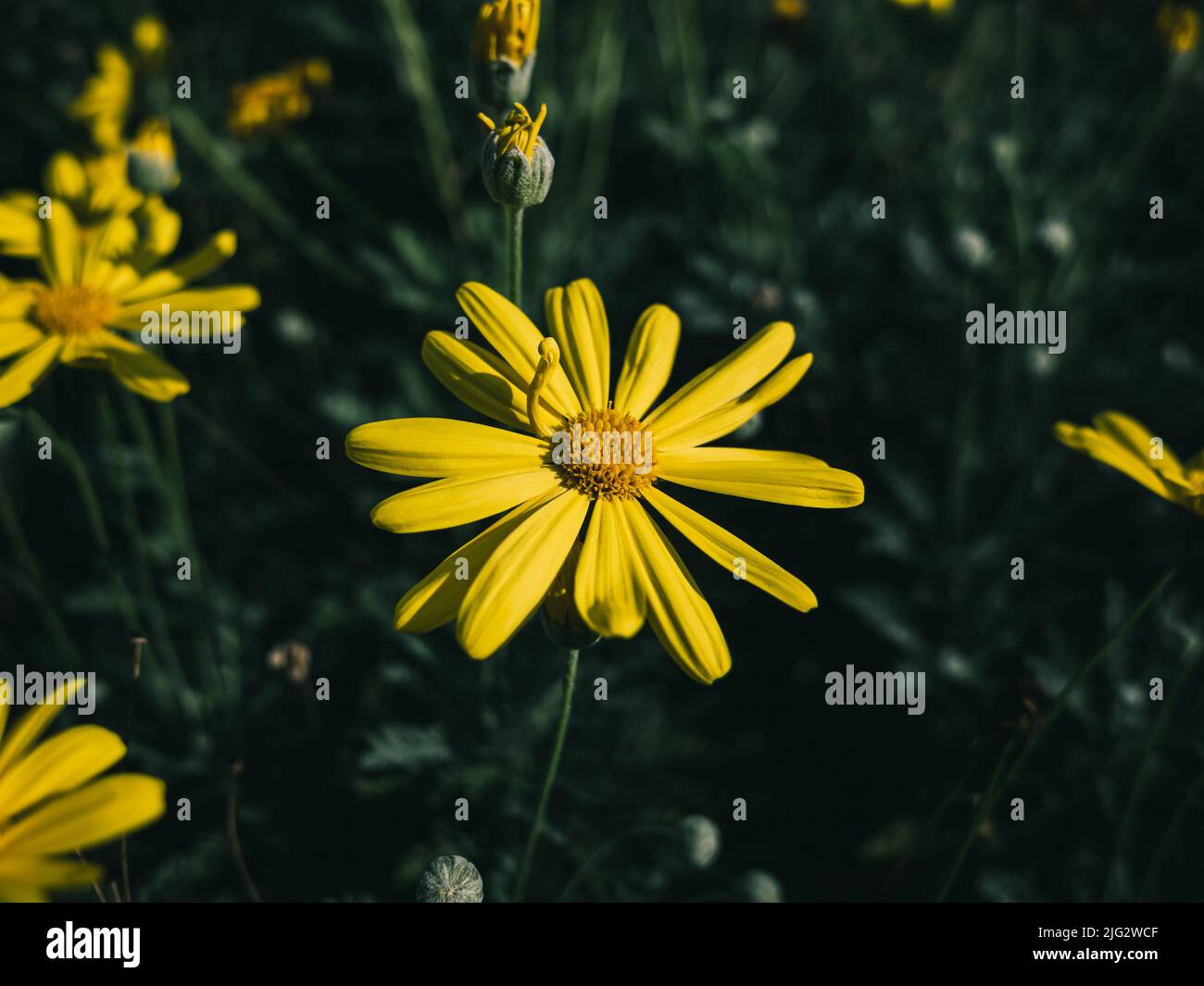 Euryops is a genus of flowering plants in the sunflower family Stock Photo