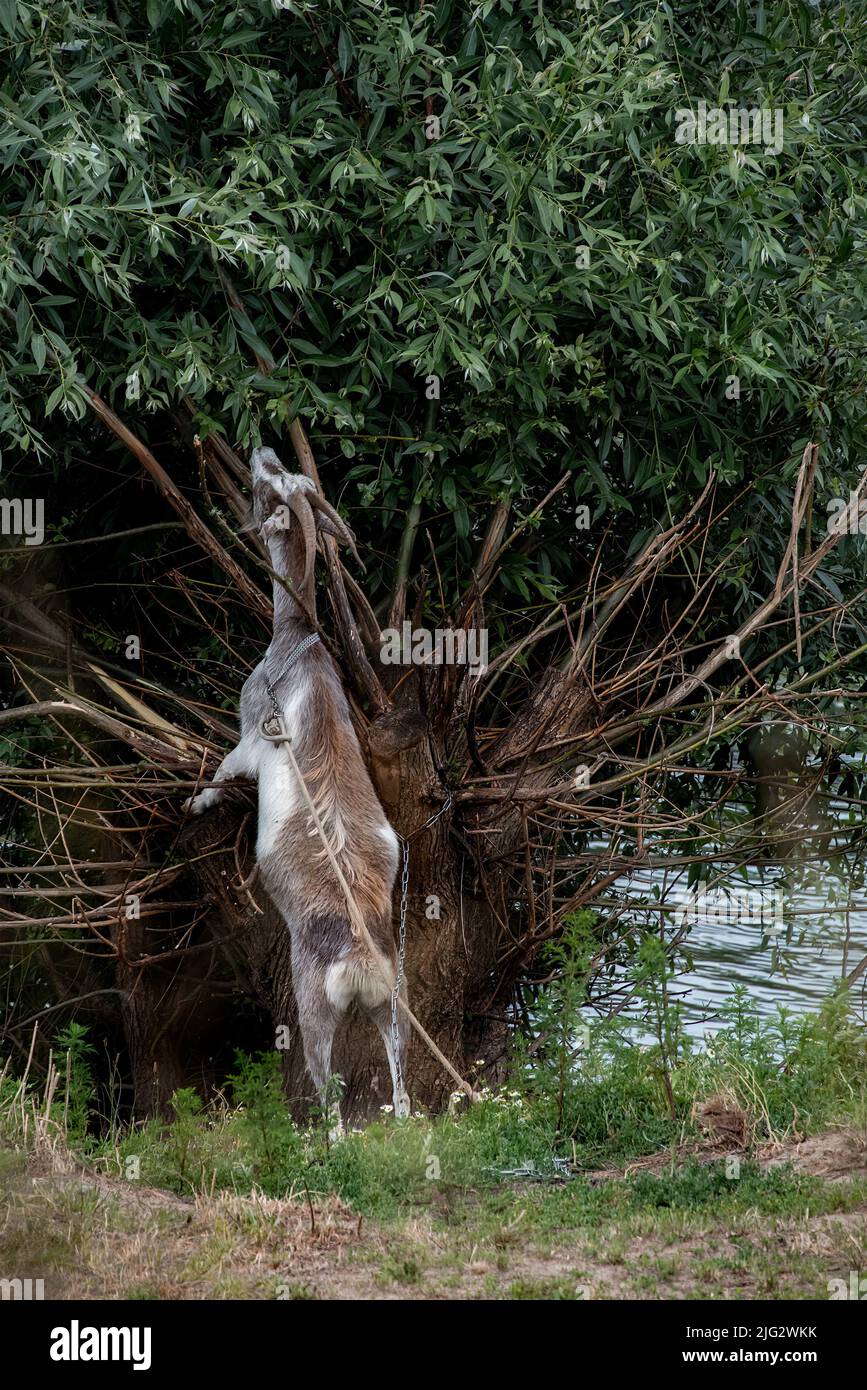 A goat stands on two hind legs in front of a tree trying to catch some leaves to eat. Stock Photo