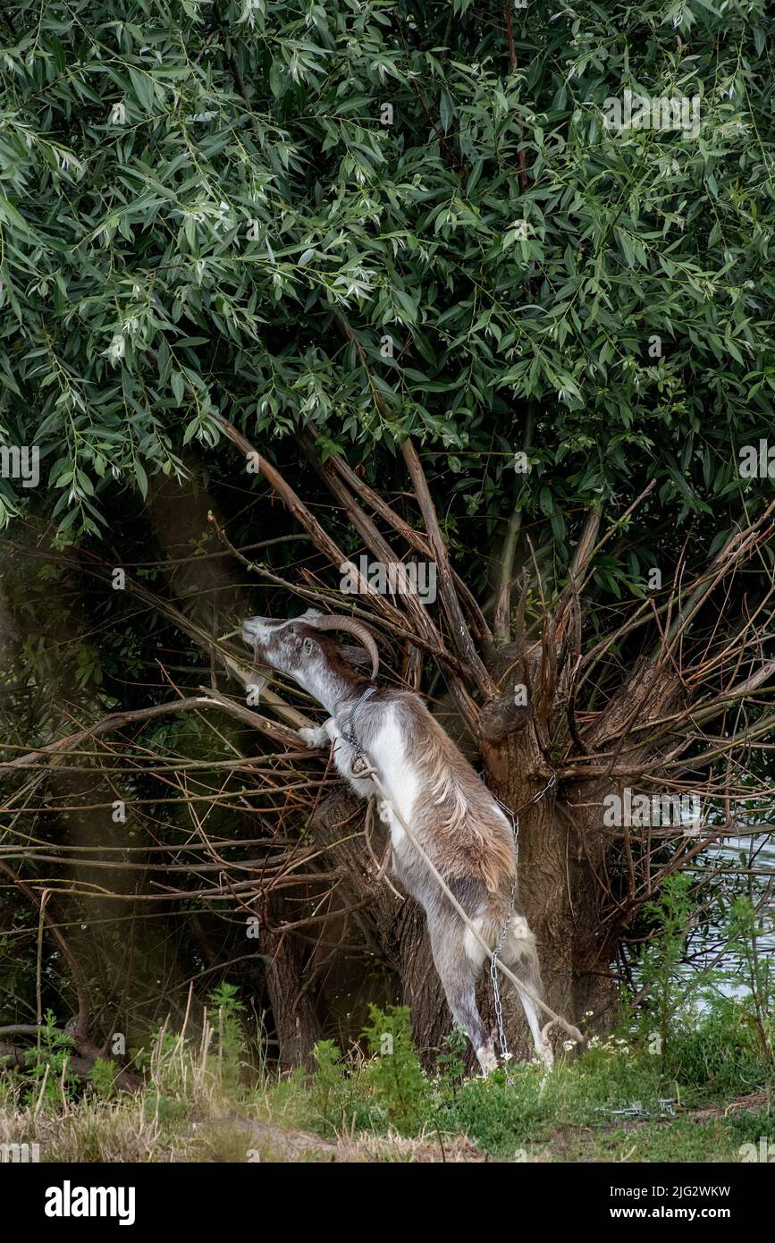 A goat stands on two hind legs in front of a tree trying to catch some leaves to eat. Stock Photo