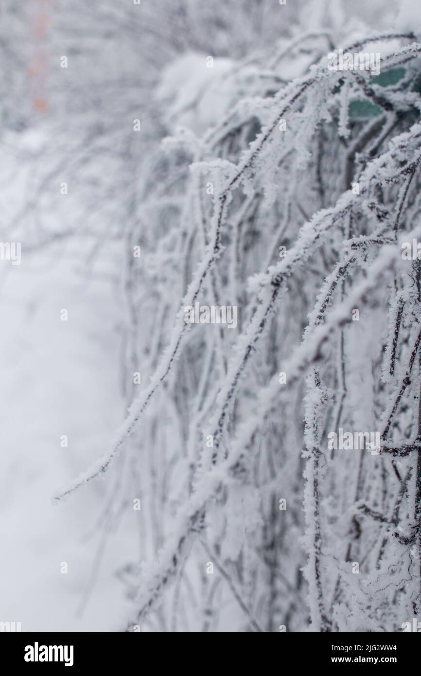 branch of a tree in frost Stock Photo