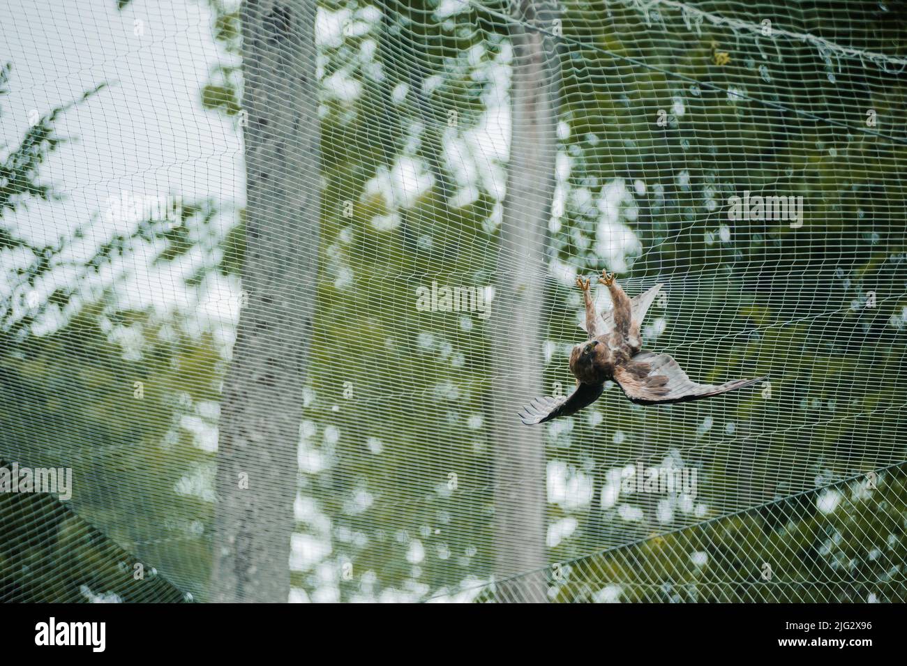 Hawk in the forest, mesh in the background. Bird of prey from the hawk family Stock Photo