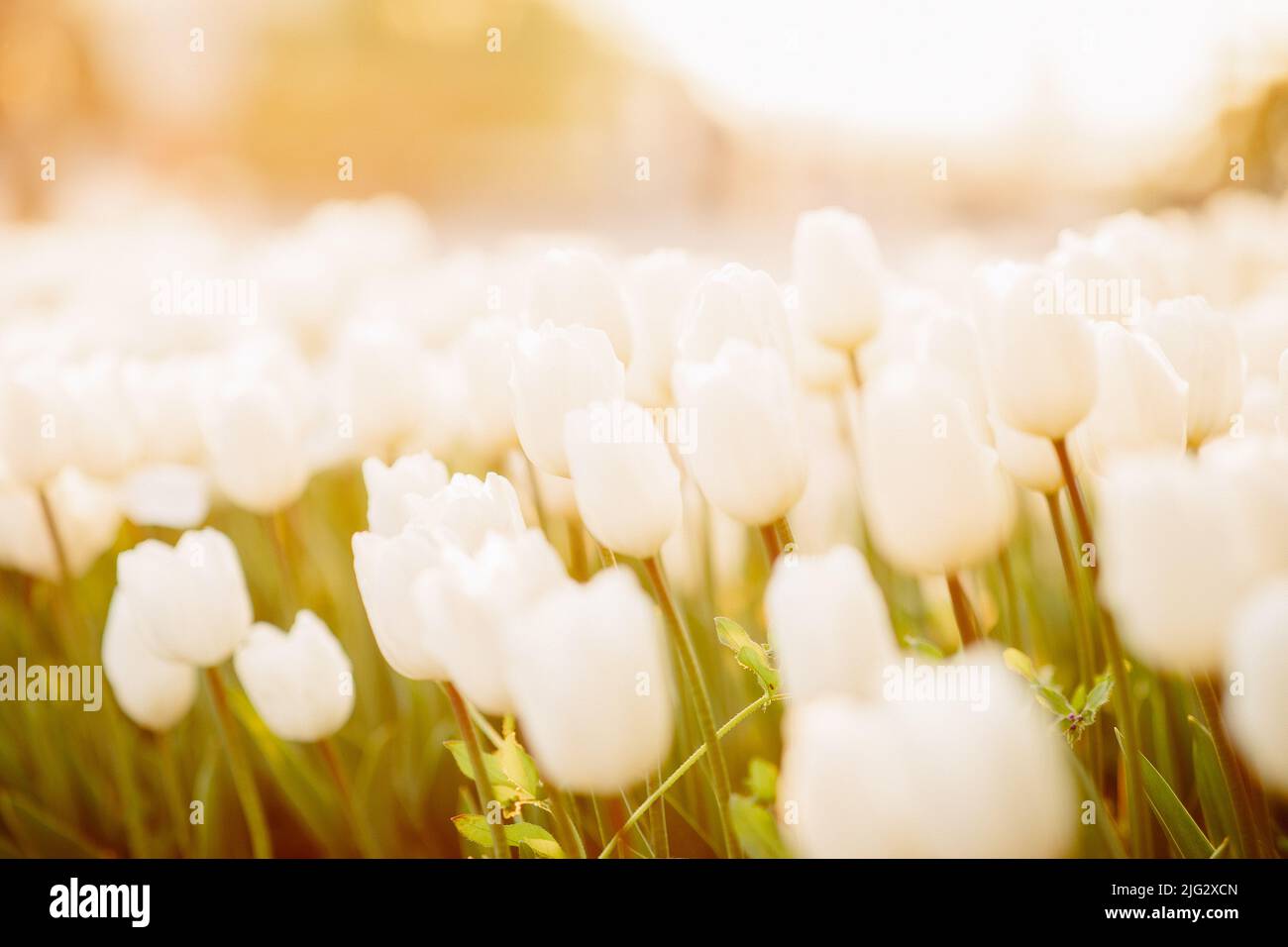 large beautiful field with tulips in Ukraine Stock Photo Alamy
