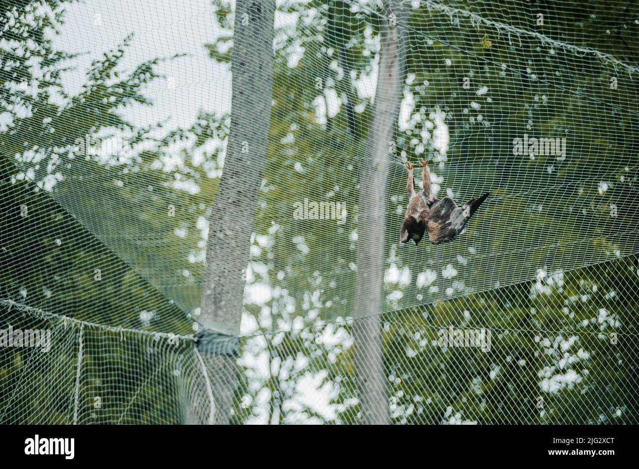 Hawk in the forest, mesh in the background. Bird of prey from the hawk family Stock Photo