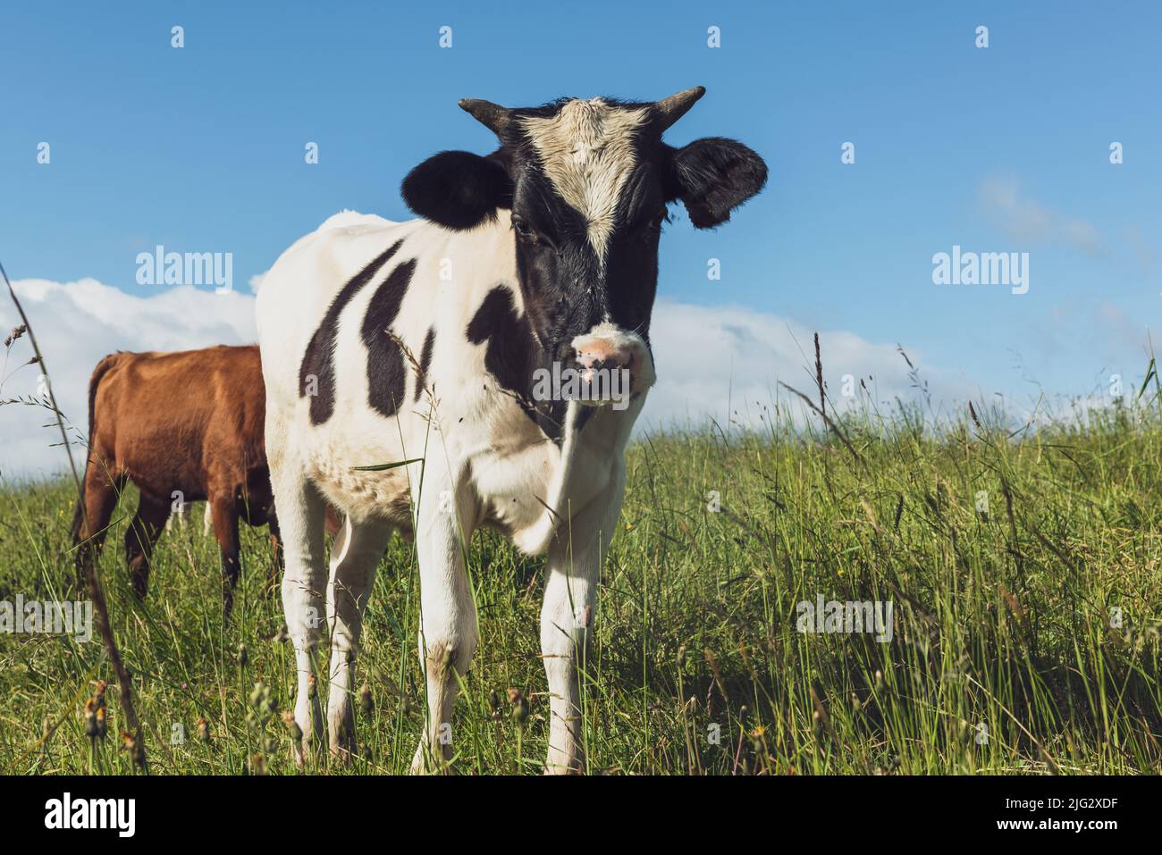Happy Cows Grazing on Green grass in summer Stock Photo - Alamy