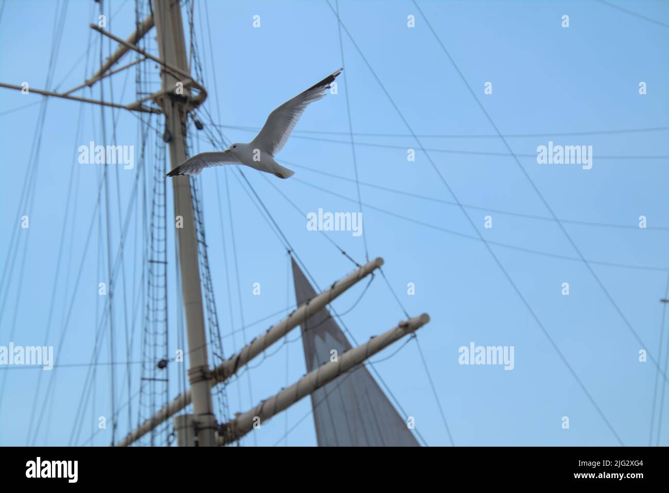 Sea gull flying in front of a ship's mast Stock Photo