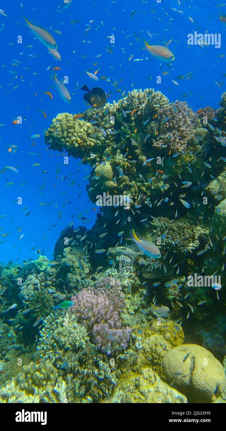 Colorful tropical fish swims on coral reef on blue water background. Underwater life in the ocean. Arabian Chromis (Chromis flavaxilla) and Lyretail A Stock Photo
