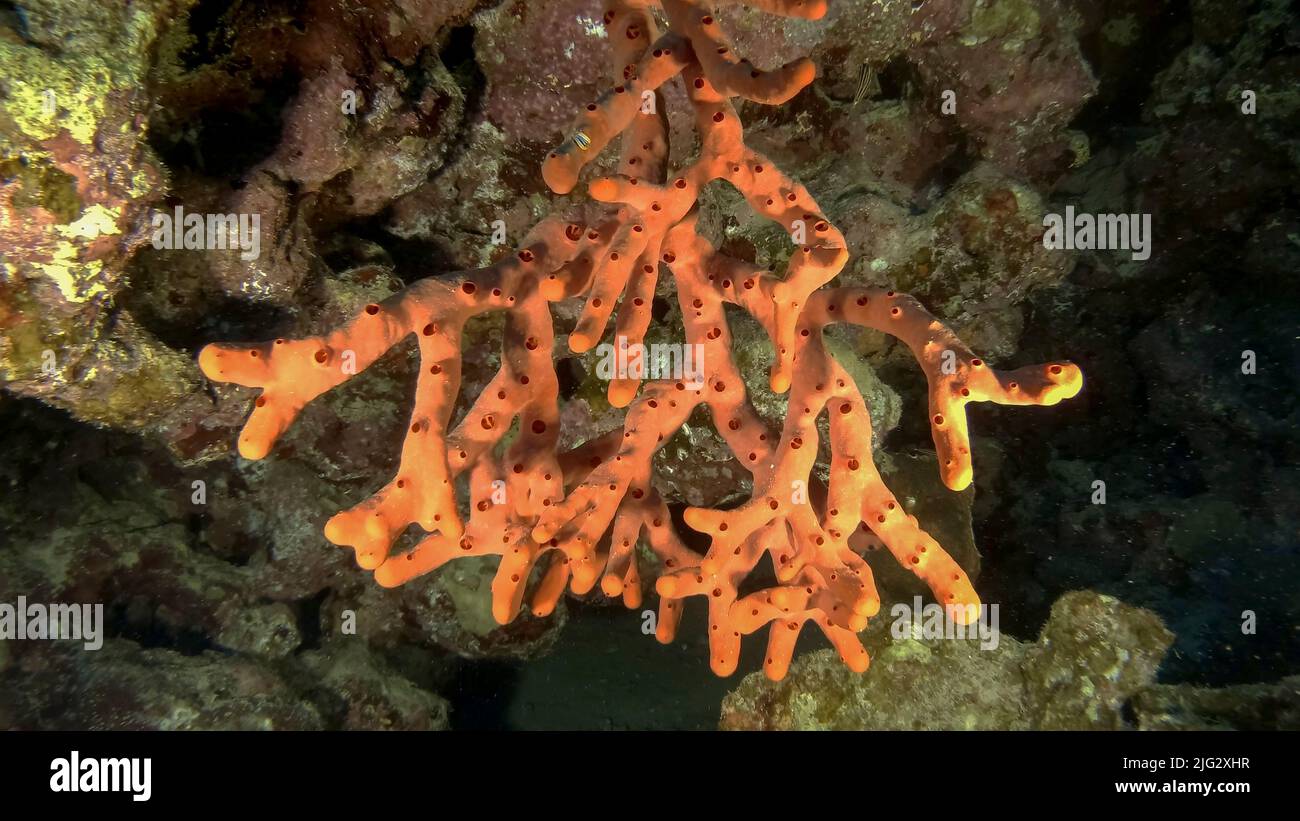 Fingersponge in the cave. Red toxic fingersponge (Negombata magnifica). Red sea, Egypt Stock