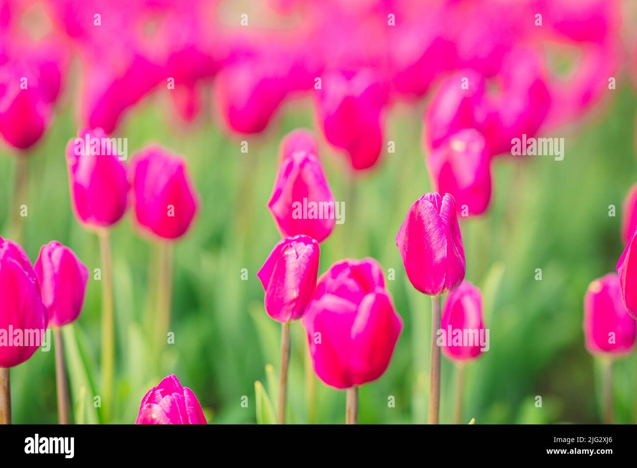 large beautiful field with tulips in Ukraine Stock Photo Alamy