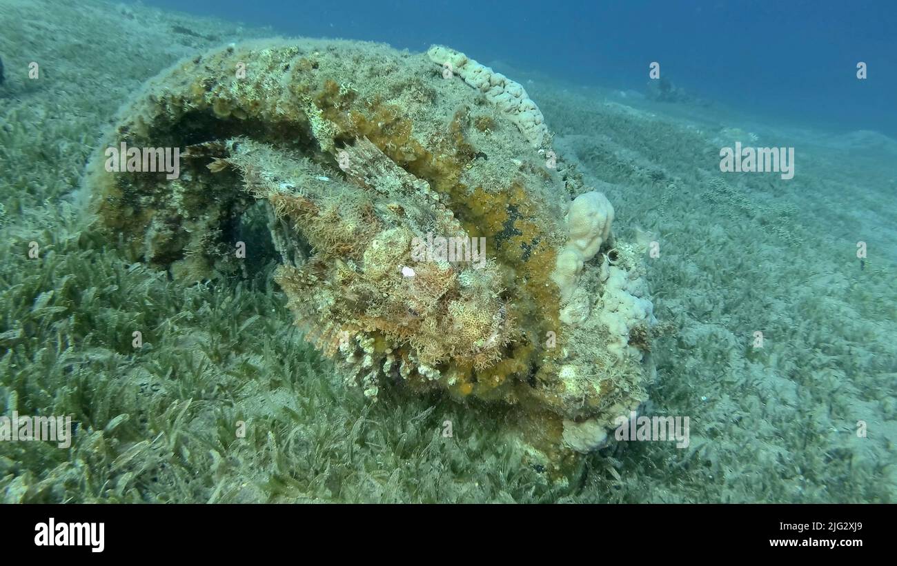 Scorpion fish lie on the reef. Bearded Scorpionfish (Scorpaenopsis barbata).Red sea, Egypt Stock Photo