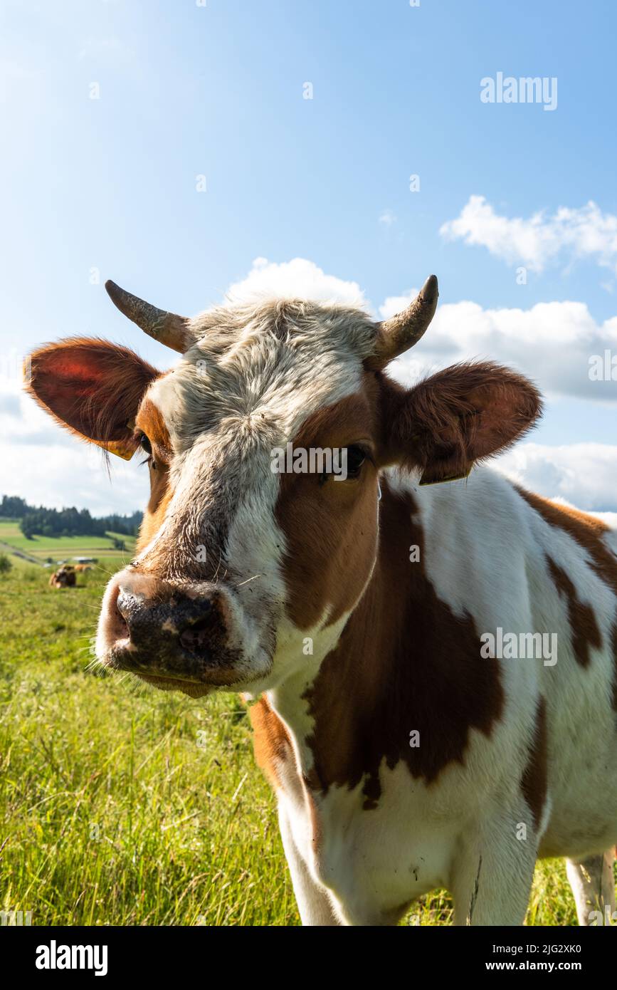 Happy cow portrait in hi-res stock photography and images - Alamy