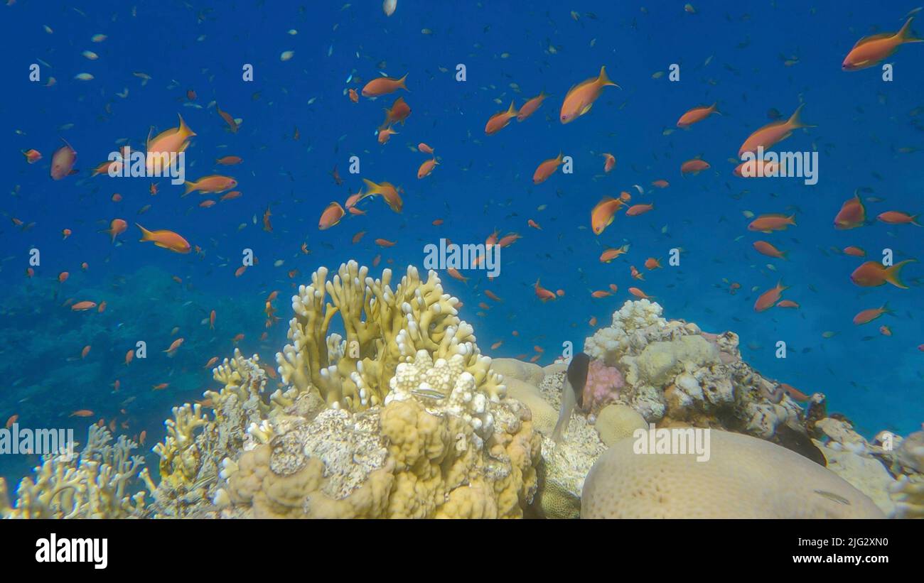 Colorful tropical fishes and beautiful coral reef on blue water background. Underwater life on coral reef in the ocean. Red sea, Egypt Stock Photo