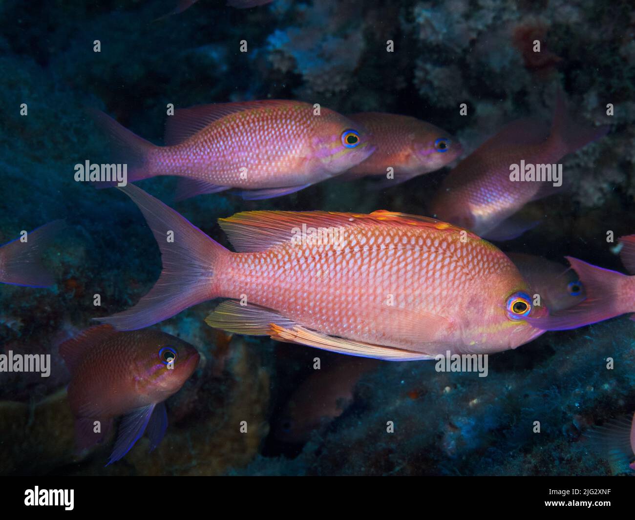 Underwater picture of anthias fishes in the Mediterranean sea Stock Photo