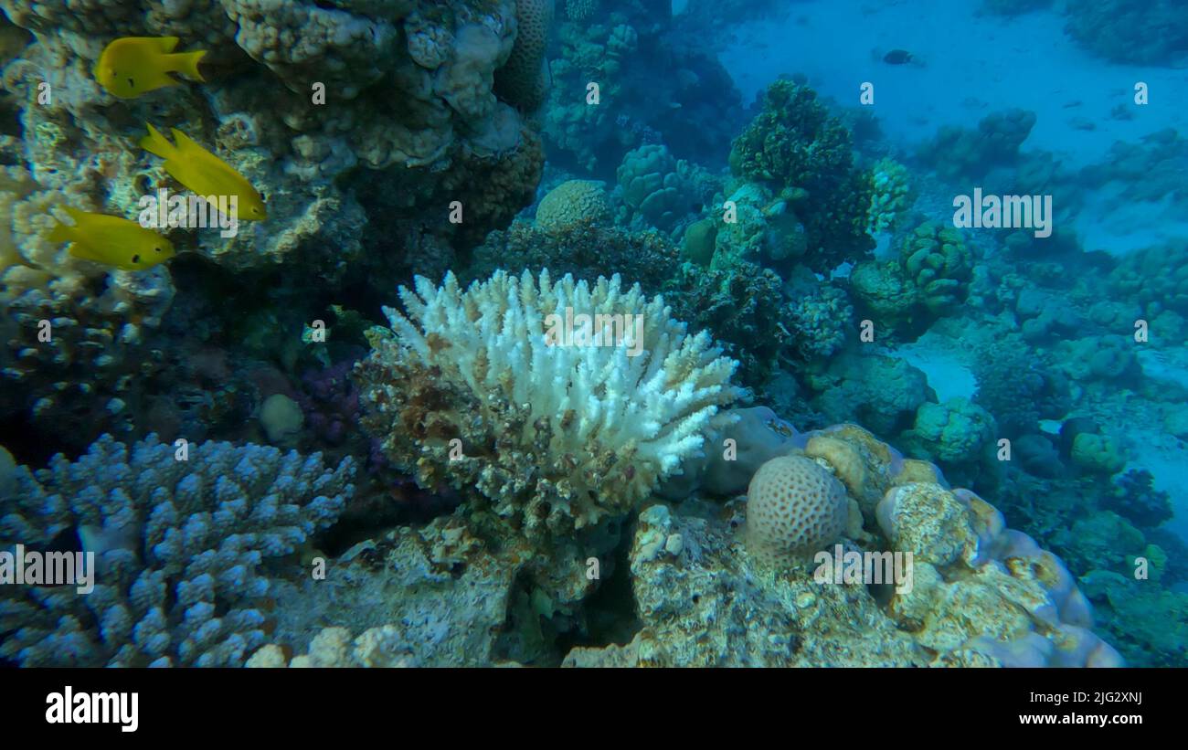 Bleaching and death of corals from excessive seawater heating due to climate change and global warming. Decolored corals in the Red Se, Egypt Stock Photo