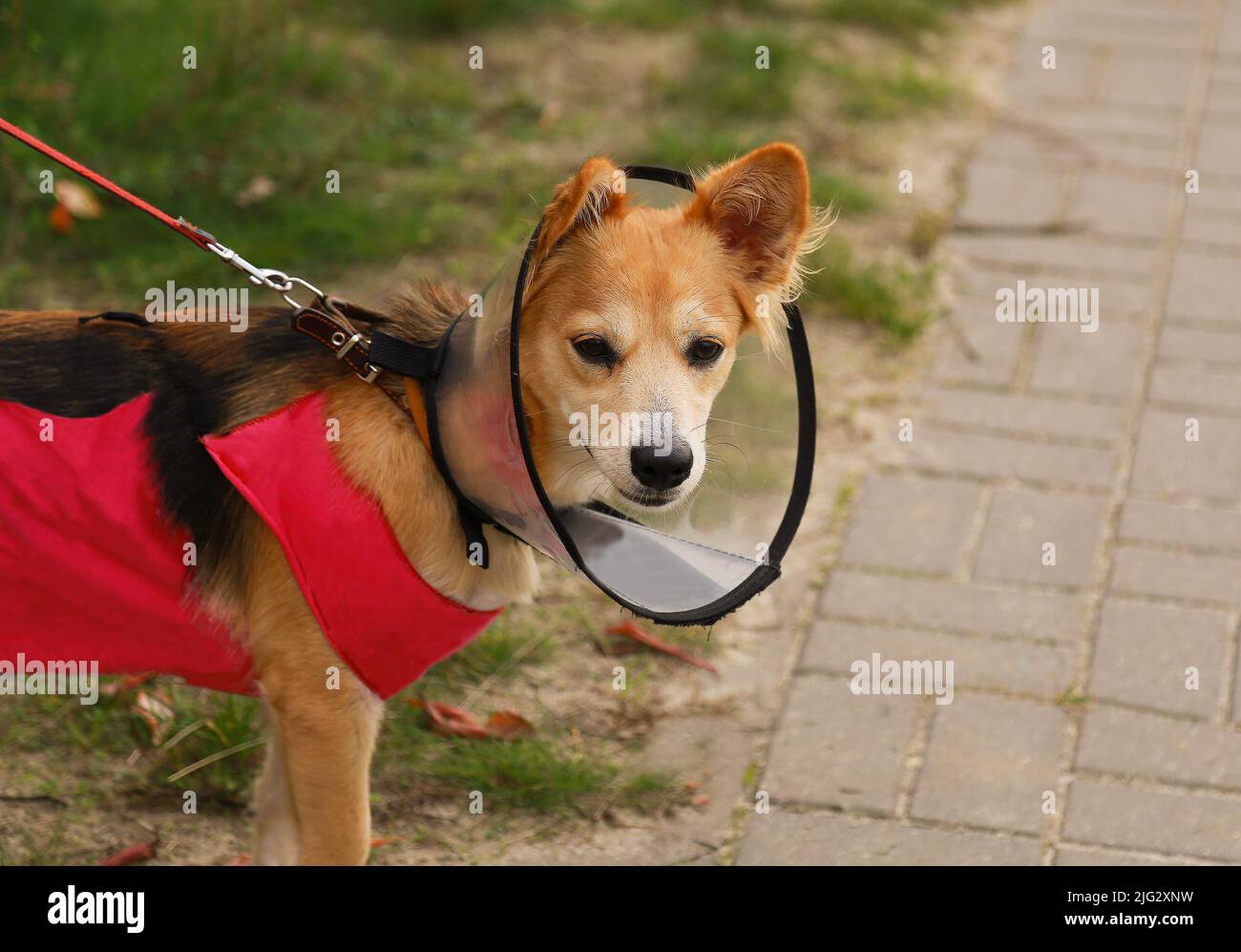 Pet in a plastic cone on the street. Dogs in a protective collar after surgery Stock Photo Alamy