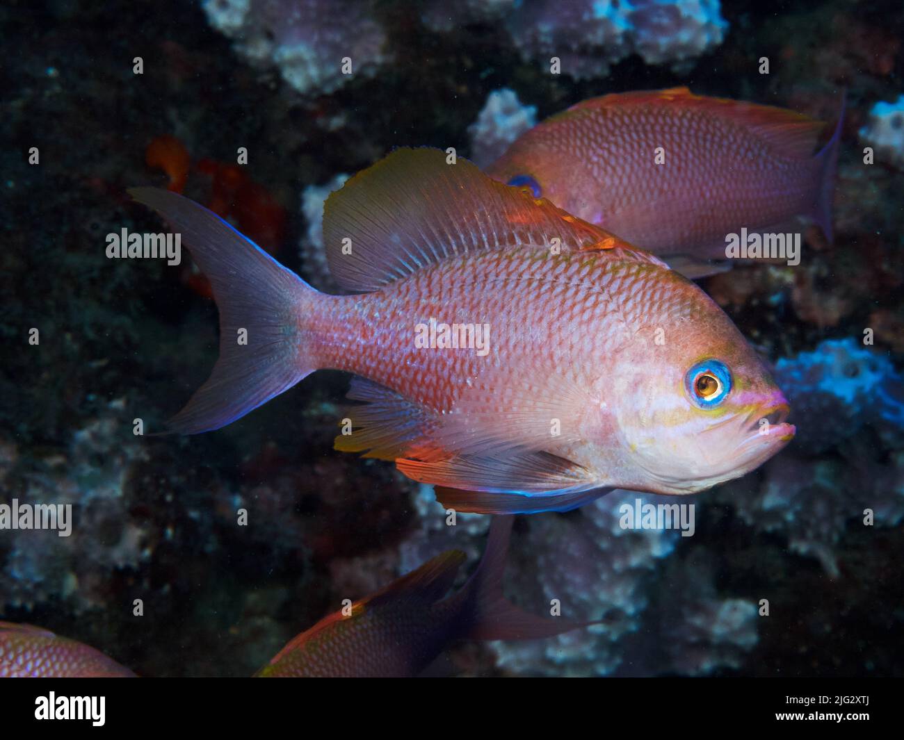 Underwater picture of anthias fishes in the Mediterranean sea Stock Photo